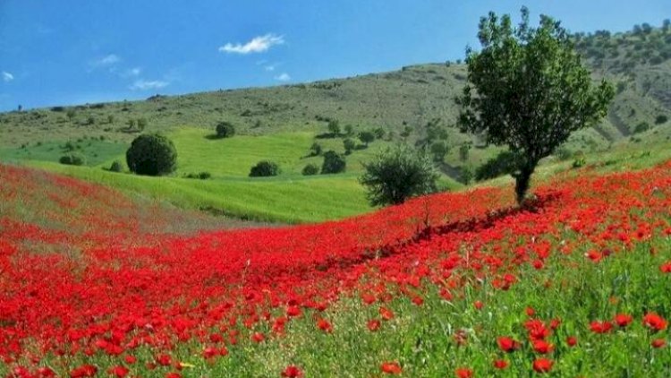    Tətil günlərini milli parklarımızın əsrarəngiz guşələrində keçirin!   
