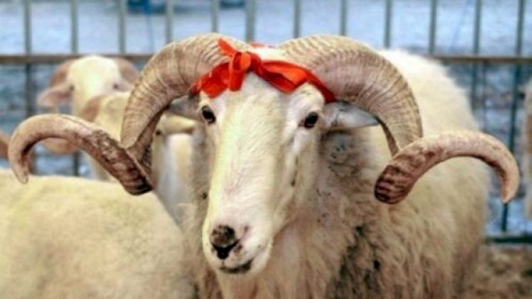    Qurban bayramına görə Bakıda yarmarkalar açılacaq   