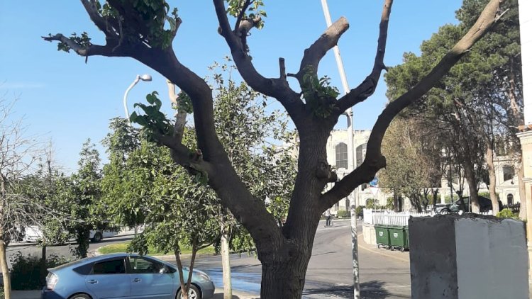    Bakıda ağacı zədələyən şəxs cəzalandırıldı   