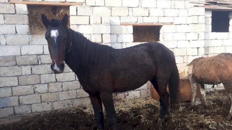    Azərbaycanda oğul ata görə atasını baltaladı   