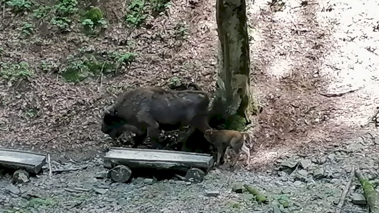    Şahdağ Milli Parkında daha bir zubr balaladı   