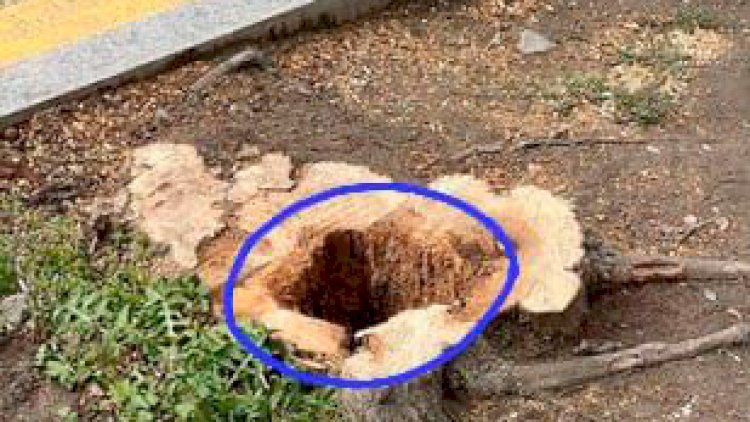    Nazirlik qanunsuz ağac kəsilməsi haqda açıqlama yaydı   