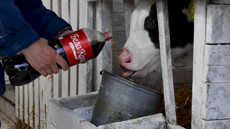   Bu ölkədə inəklər Kola içir - FOTO   