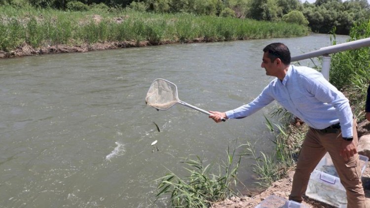    Həkəri çayına qızılxallı forel körpələri buraxıldı   