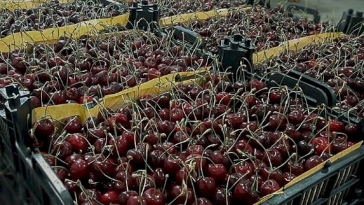    Bakıda Tovuz sakininin 340 kilo albalısını oğurladılar   