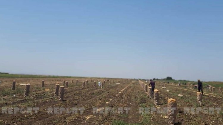   Cəlilabadda kartof kəskin ucuzlaşıb, məhsul əkin sahələrində çürüyür   