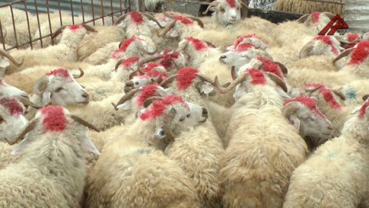    Qurbanlıq heyvanların qiyməti neçədən başlayacaq?    