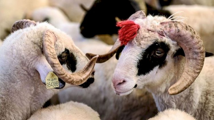    Qurbanlıq heyvanların kəsimi üçün bölgələrdə səyyar məntəqələr quraşdırılacaq   