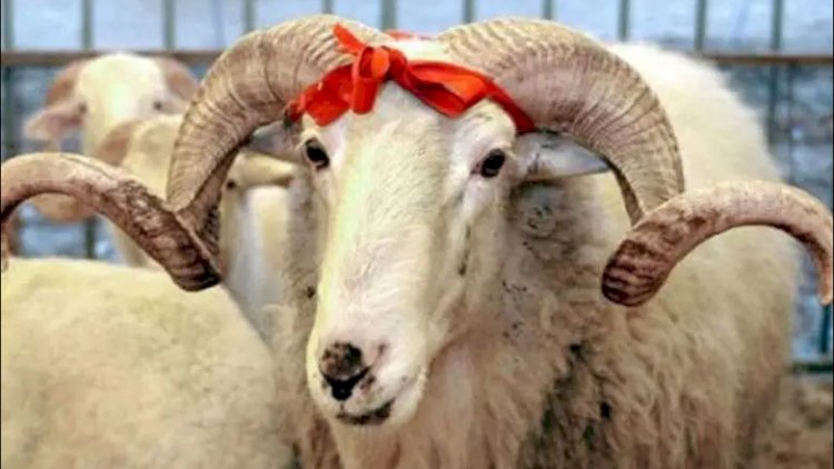    AQTA qurbanlıq heyvanların kəsimi və satış yerlərini bildirdi   