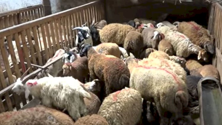    Qurbanlıq heyvanların onlayn satışına start verildi - Video   