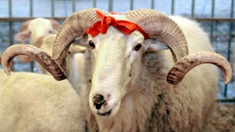    “Pullu adamlara qurban əti vermək olmaz” - İlahiyyatçıdan maraqlı   AÇIQLAMA