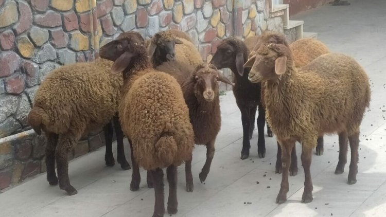    Quzu ətinin bahalaşması: “Digər məhsulların da qiyməti qalxacaq”   