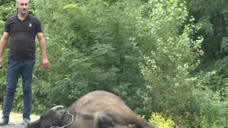    “Vito“ 3 baş camışı öldürdü   