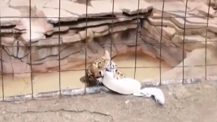    Zooparkda DƏHŞƏT: Yaquar 14 yaşlı uşağa hücum etdi   
