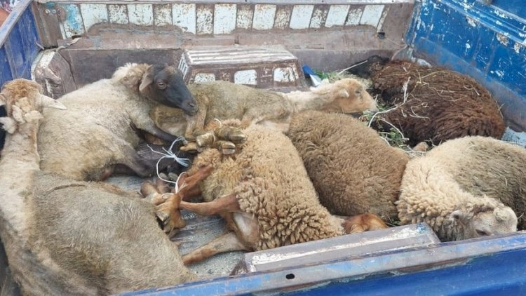    Polis əməliyyat keçirdi: Qoyun oğruları tutuldu   