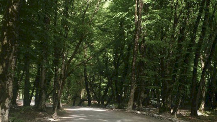   Meşədə azan 3 nəfər xilas edildi   