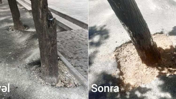    Ağacların dibi asfaltdan təmizlənib   