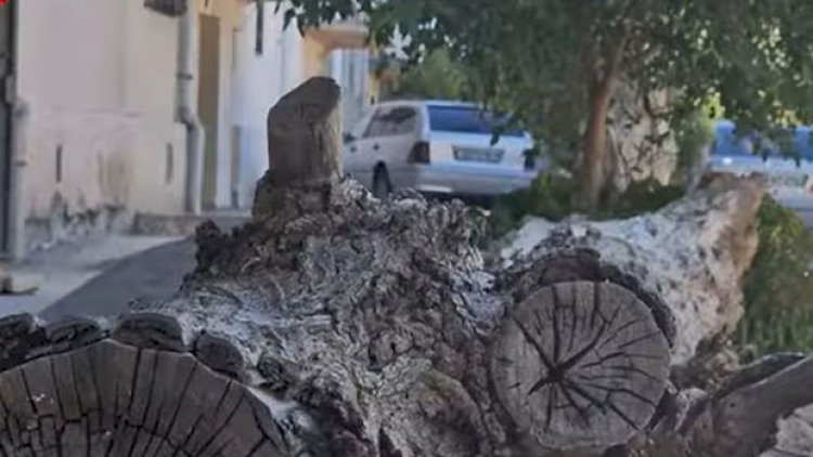    Qurumuş ağac yaşayış binasının üstünə aşdı   
