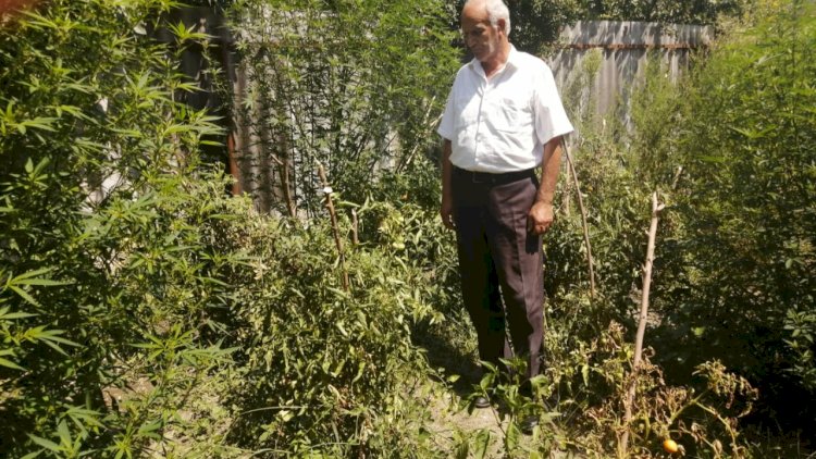    İsmayıllıda külli miqdarda narkotik aşkarlandı   