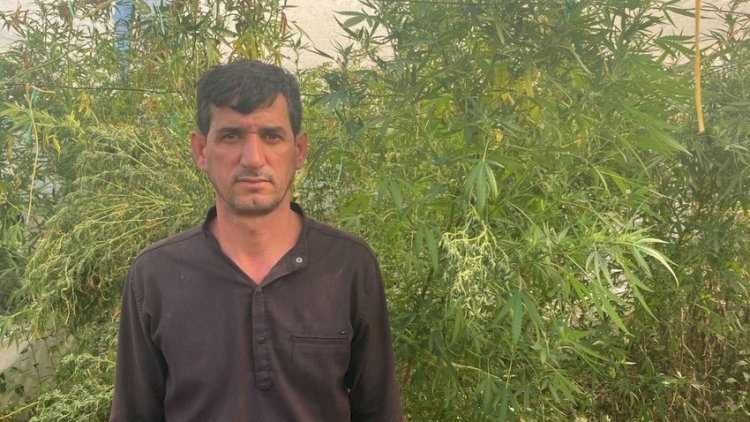    İstixanada narkotik yetişdirən Salyan sakini saxlanıldı   