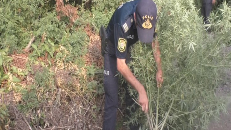    Ağdaşda narkotik əməliyyatı   - 8 nəfər tutuldu