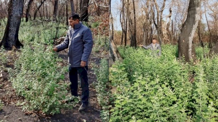    Yanmış meşə ərazilərində təbii bərpa prosesi müşahidə olunur   