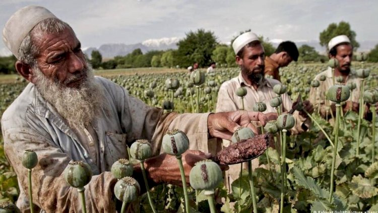    “Taliban“ hökuməti 2 min narkotaciri həbs edib   