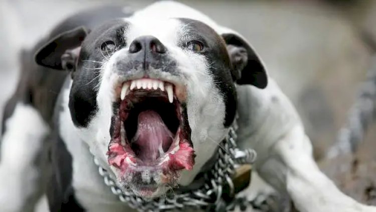    Yaşlı qadın pitbul cinsli itin hücumuna məruz qaldı   
