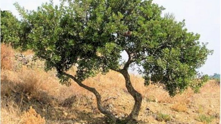    “Qırmızı kitab”a salınmış bitki növünün çoxaldılmasına başlanılıb   