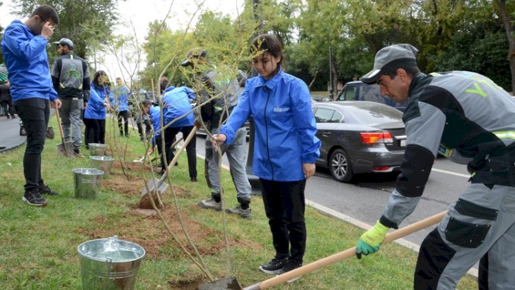    Paytaxtda mövsümü ağacəkmə aksiyaları davam etdirilir - FOTOLAR   