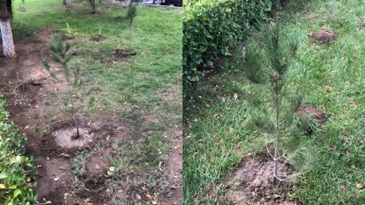    Dövlət Xidmətindən ağacların kəsilməsiylə bağlı açıqlama   