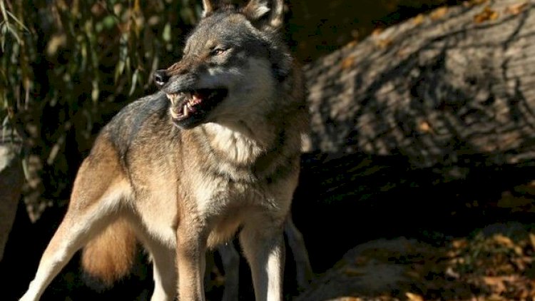    Şəkidə tövləyə girən canavar 44 baş qoyunu parçaladı   