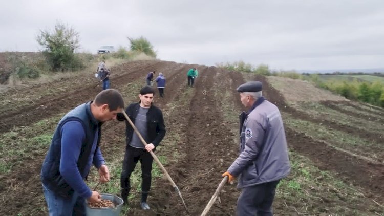    Meşə fondunda 200 mindən artıq ağac əkilib   