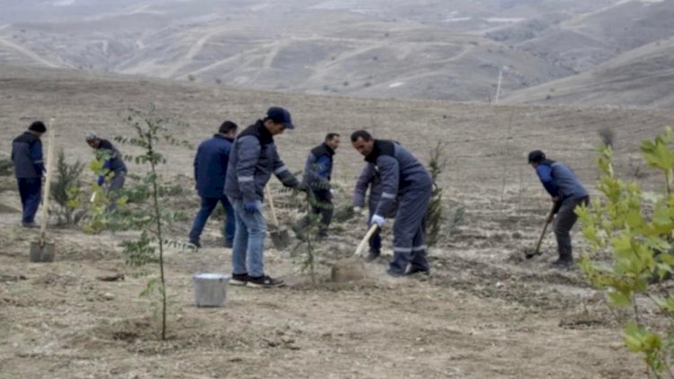    Laçın, Cəbrayıl və Zəngilanda ağacəkmə aksiyaları keçirildi   