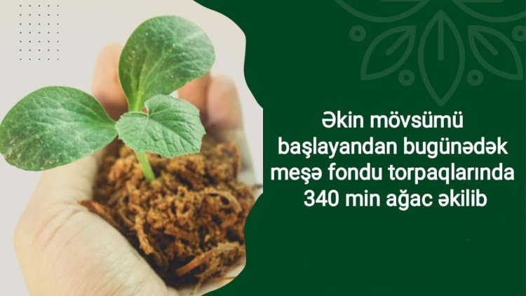    Bu payız 340 000 ağac əkilib   