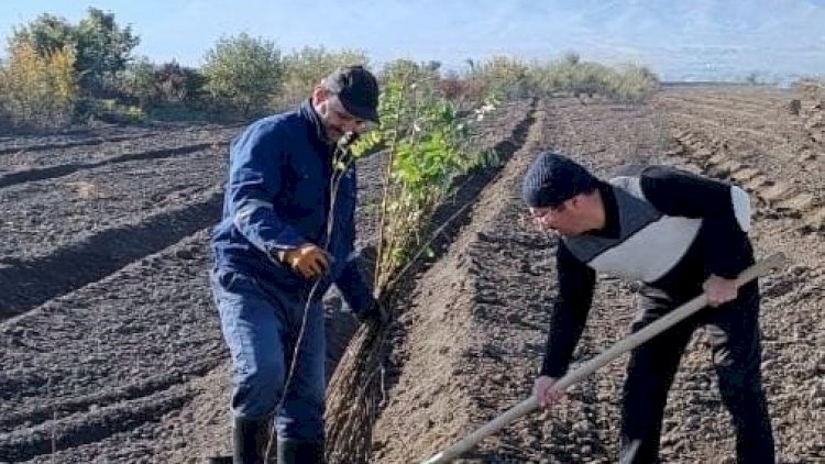    Bir gündə 25 000 ağac əkildi - FOTOLAR   