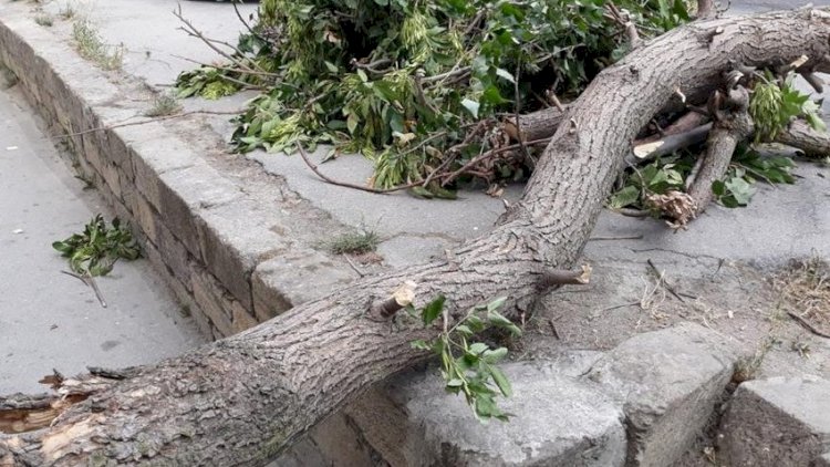    Xaçmazda bədbəxt hadisə: Üzərinə ağac aşan şəxs öldü   