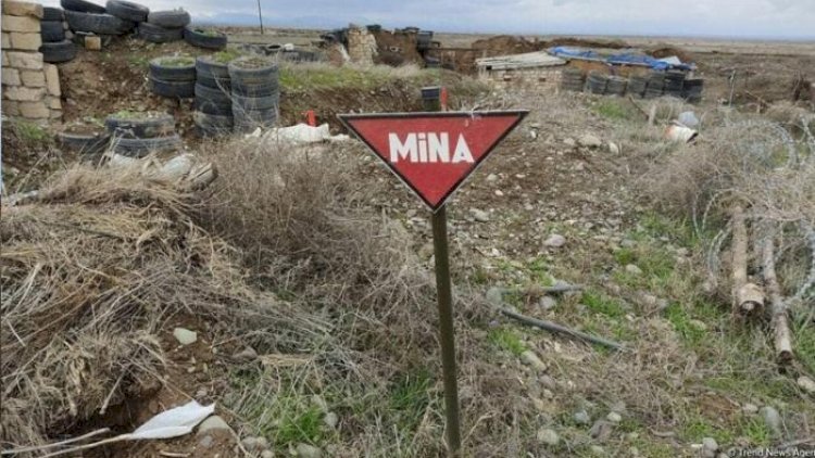    Ermənilərin basdırdığı minaları siçovullar tapacaq   