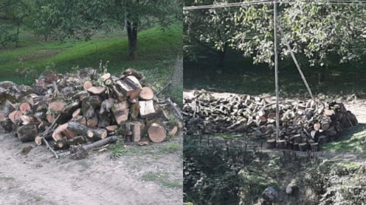   Nazirlikdən ağacların kəsilməsi ilə bağlı yayılan görüntülərə münasibət - Fotolar   