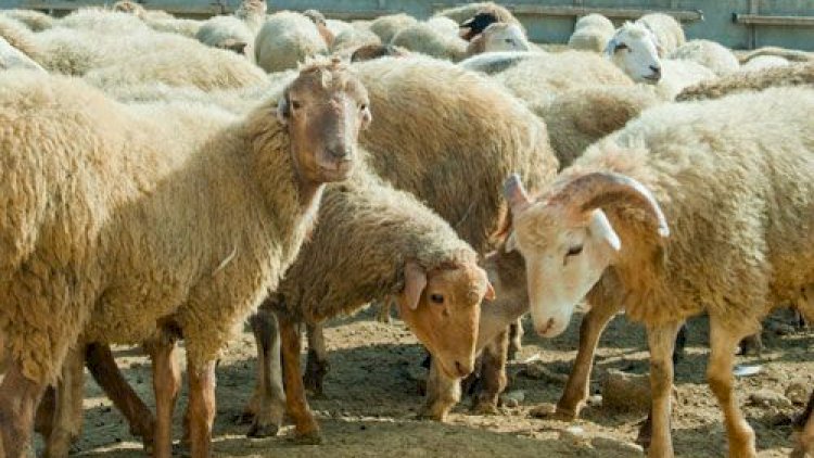    Salyanda fermadan 73 baş xırdabuynuzlu heyvan oğurlandı   