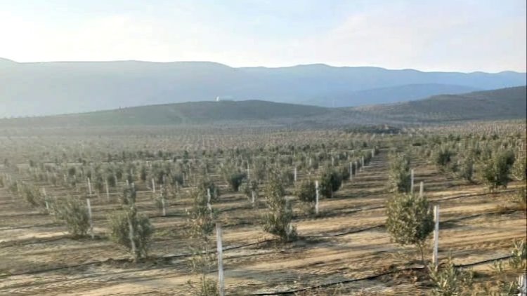    Cari əkin mövsümündə ölkədə 500 mindən artıq ağac əkilib - Fotolar   