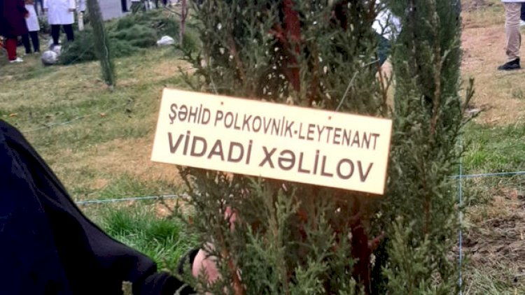    Göyçayda şəhid valideynləri oğullarının şərəfinə ağac əkdilər - Fotolar   