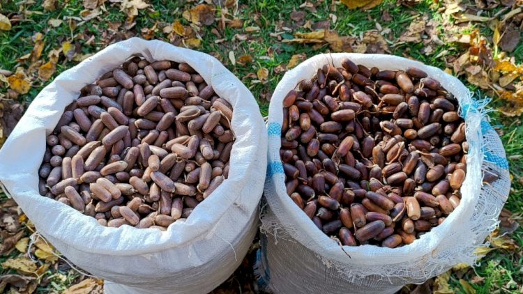    Bu gün 10 min ağac əkilib - FOTOLAR   