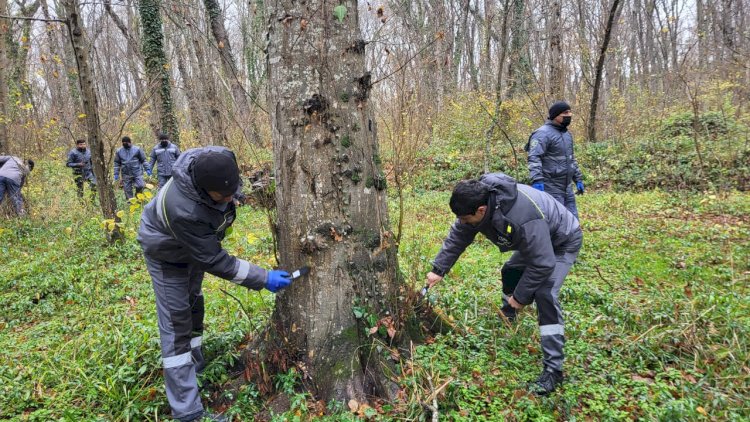    Milli parkın ərazisində ağaclar ziyanvericilərdən təmizlənib   