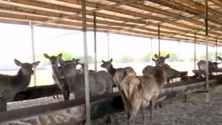    Alimpaşa Məmmədovun maralları Altıağaca köçürüldü   