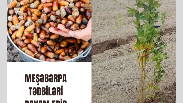    Bu gün 25 min ağac əkilib   