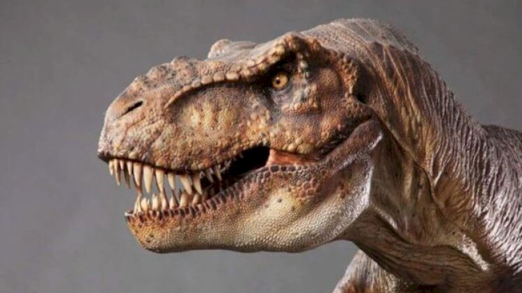    Nyu-Yorkda dinozavr kəlləsi 6 milyon dollara satıldı   