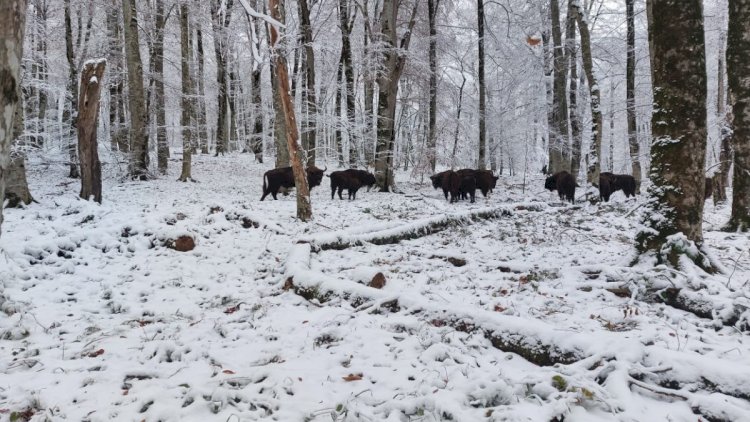    Marallar və zubrlar adaptasiya dövrünü keçir   - FOTOLAR