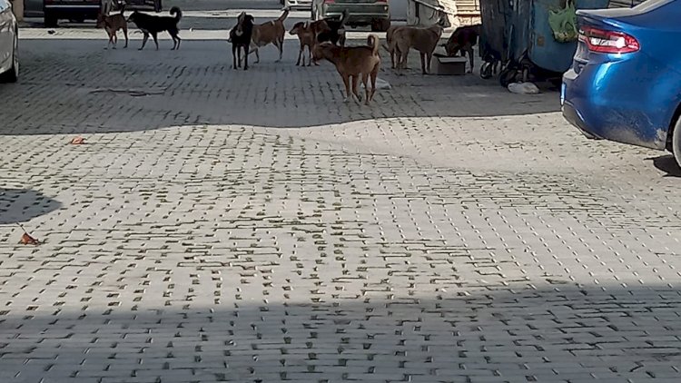    “AAAF Park”ın həyətində itlər “at oynadır”   