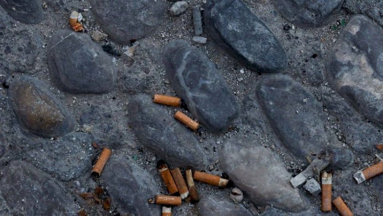    Siqaret kötüklərini istehsalçı şirkət yığacaq   